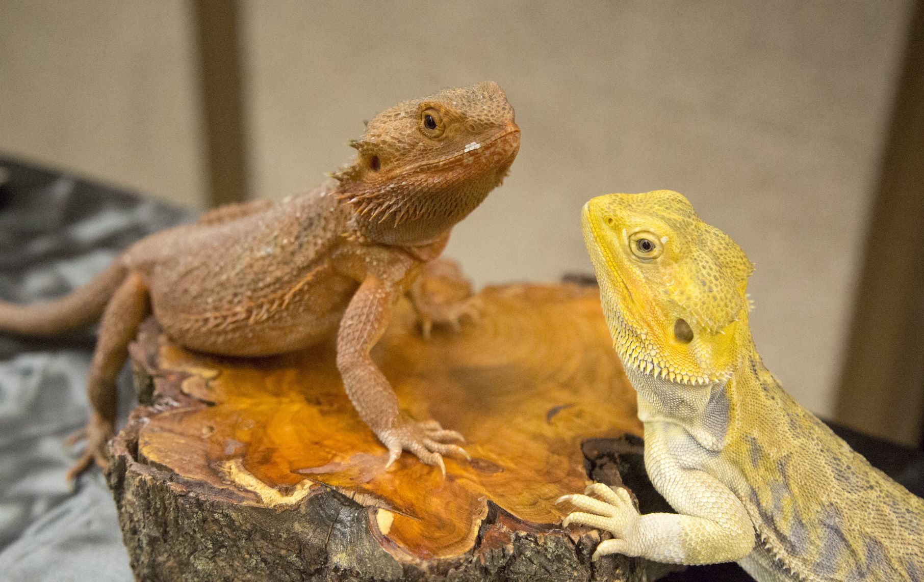 Show Me Reptile and Exotics Show